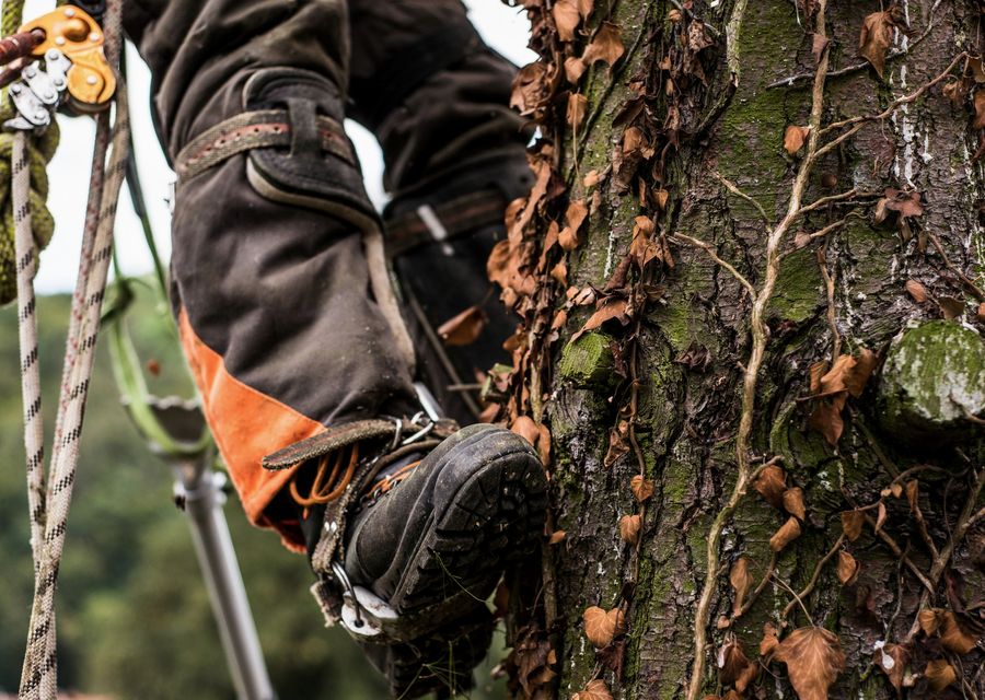 Tree trimming and pruning by Quality Care Tree Service & Removal in Worth, IL