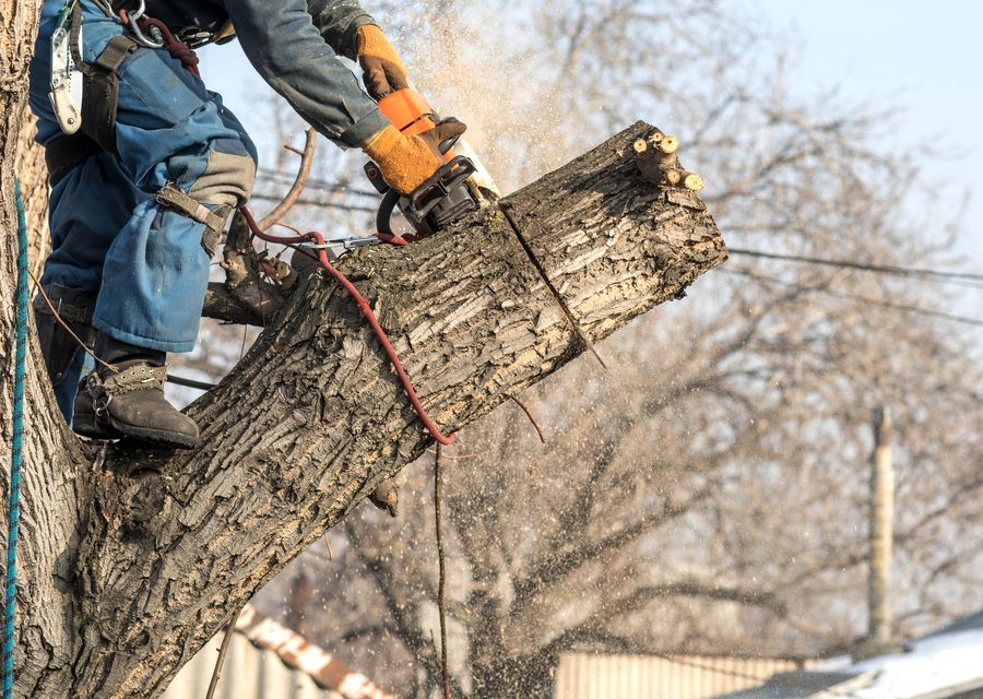 Tree trimming and pruning by RG Tree Service in Stratham, NH
