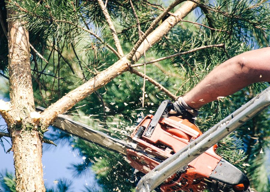Tree trimming and pruning by All Affordable Tree Service in Hometown, IL