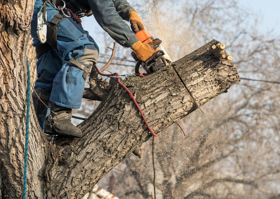 Tree trimming and pruning by East End Privacy Trees in Canton, GA