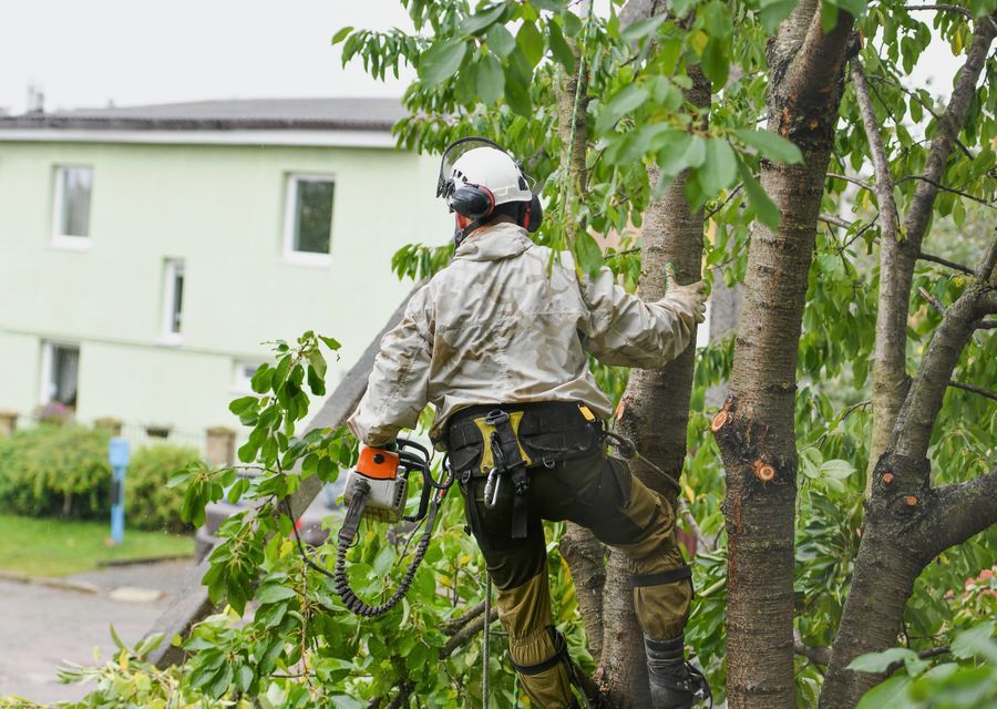 Tree trimming and pruning by Aabraham Professional Tree Services in Croyle, PA