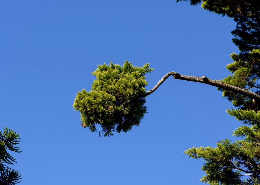 Tree trimming and pruning by Arbortec Tree Service in Greenfield, PA