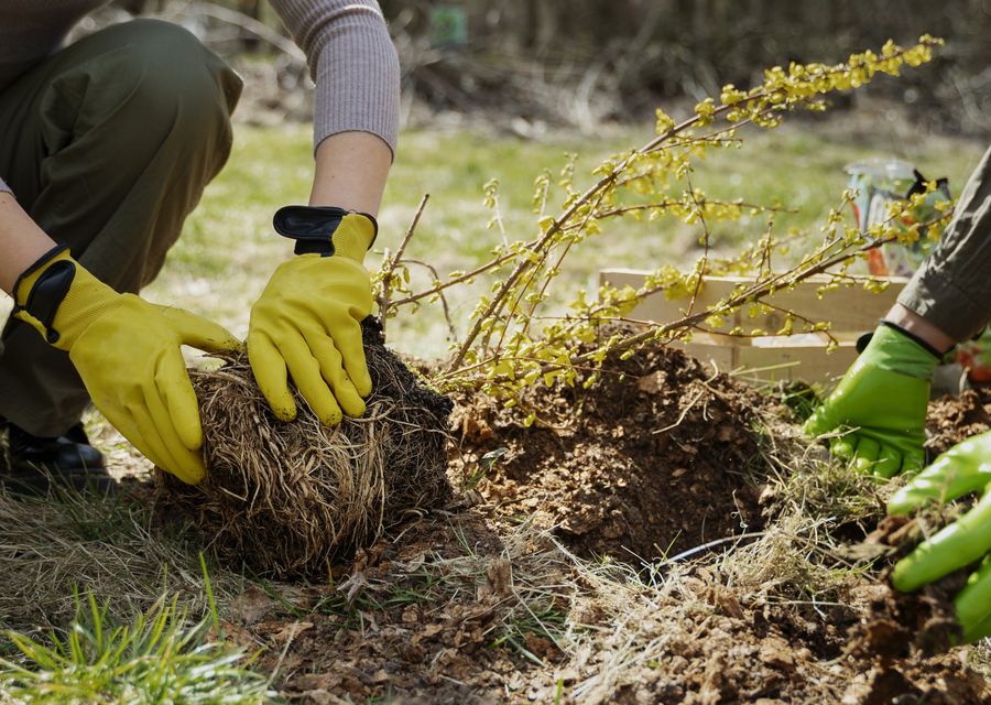 Tree trimming and pruning by Roots & Shoots Tree Care in Cayce, SC