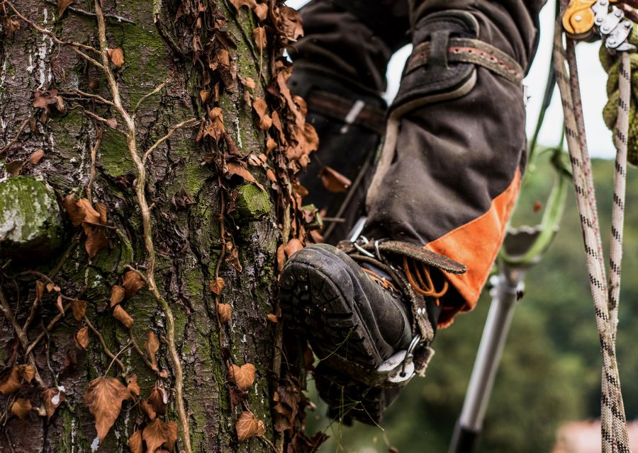 Tree trimming and pruning by K&J Tree Service, LLC. in Iron Station, NC