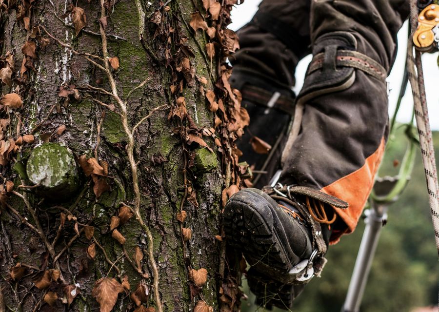 Tree trimming and pruning by Cairo Landscaping & Tree Service in Donegal, PA