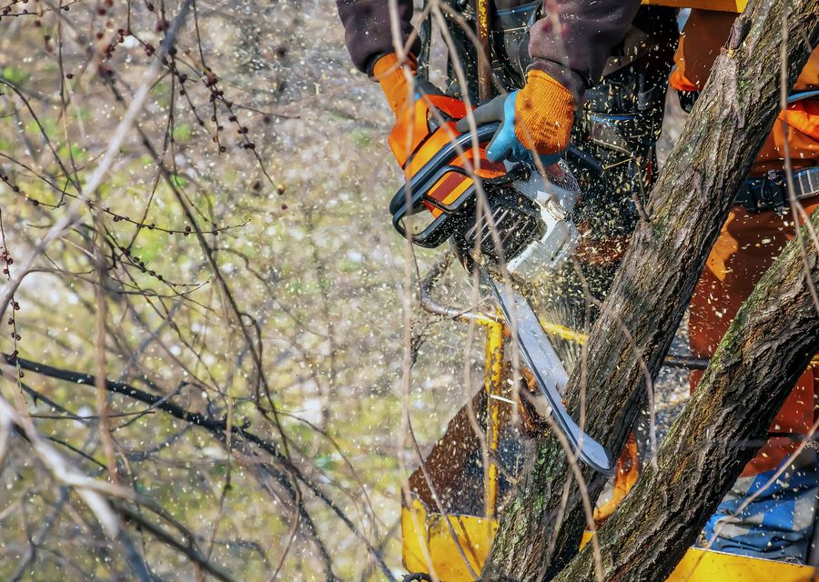Tree trimming and pruning by Raymond Brothers Tree Service in Bellwood, IL