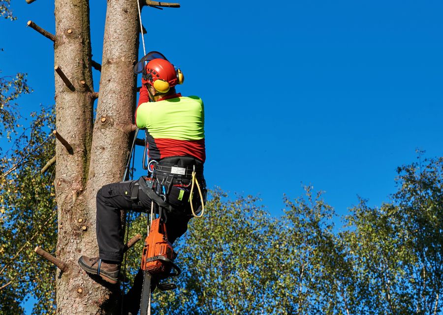 Tree trimming and pruning by Mountain Tree Service LLC in North Hampton, NH