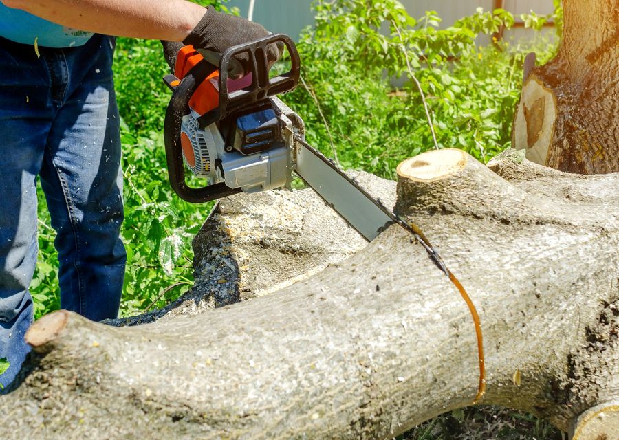 Tree trimming and pruning by Randall Brothers Tree Service in Palos Heights, IL