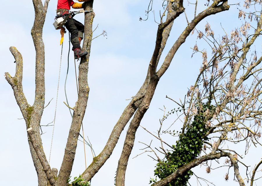 Tree trimming and pruning by Treeman in Plymouth, PA