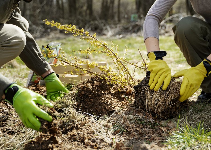 Tree trimming and pruning by D&D Tree and Landscape Services in Markleysburg, PA