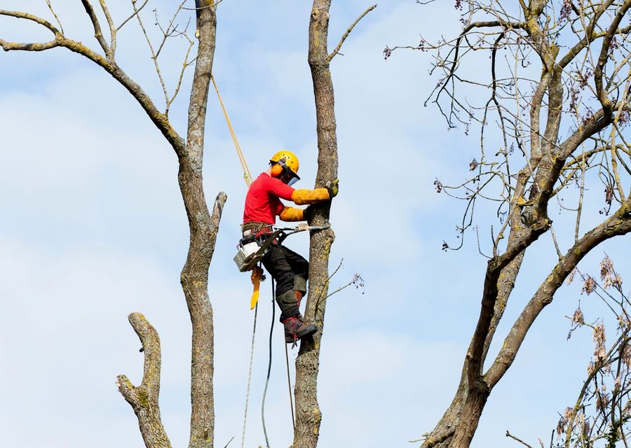 Tree trimming and pruning by The Best Tree Service Corp in Stone Park, IL