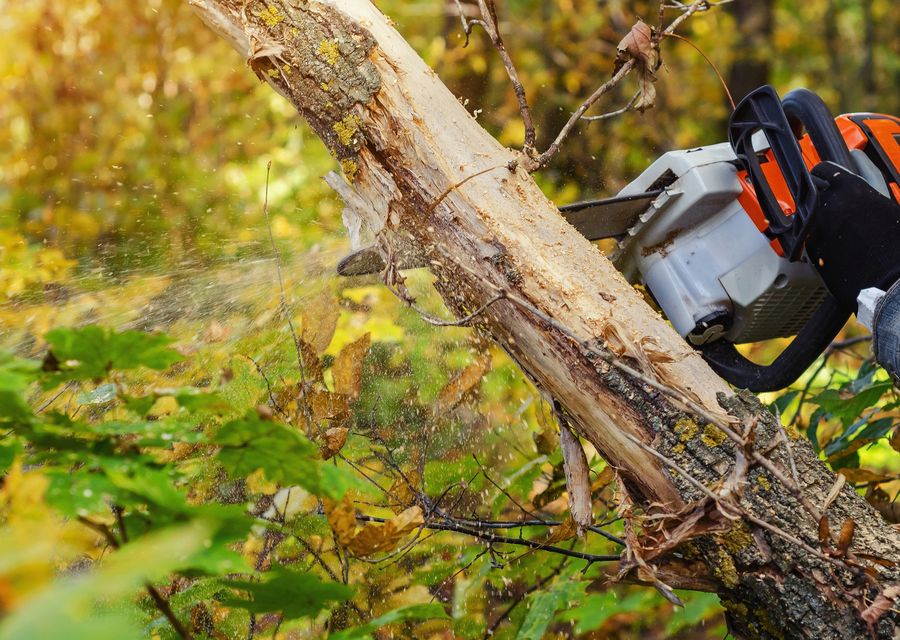 Tree trimming and pruning by Clearview Tree Service in Umatilla, FL