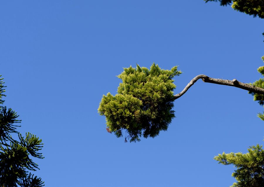 Tree trimming and pruning by Monkey's Tree Service in Wolfeboro, NH
