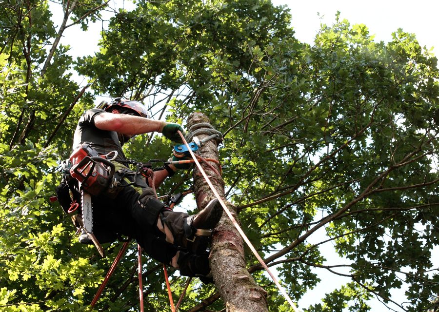 Tree trimming and pruning by Marbin's Tree & Landscape Service INC in Joliet, IL