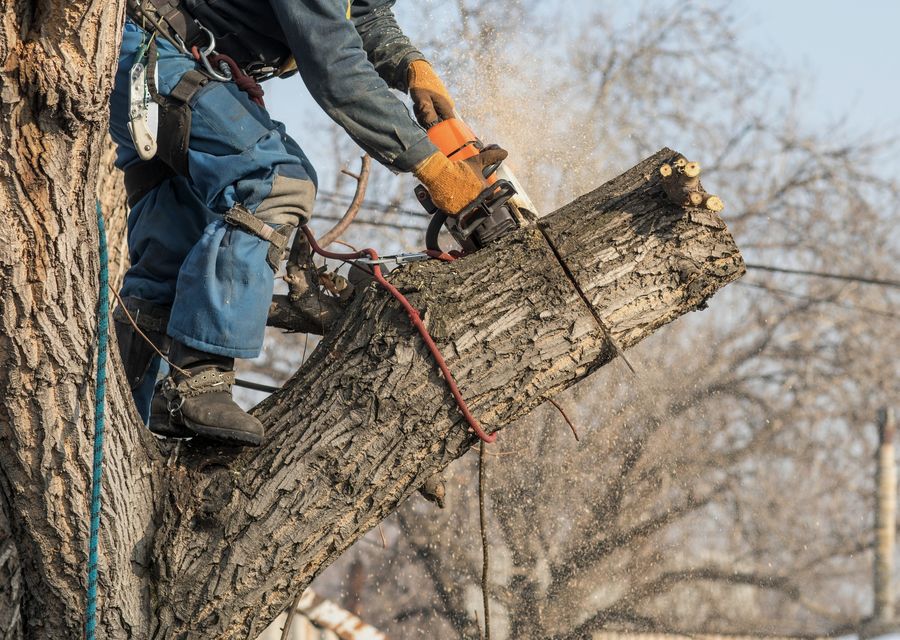 Tree trimming and pruning by My Denver Tree Service in Millcreek, PA