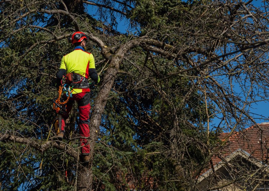 Tree trimming and pruning by Best Quality Tree Service LLC in Palos Park, IL