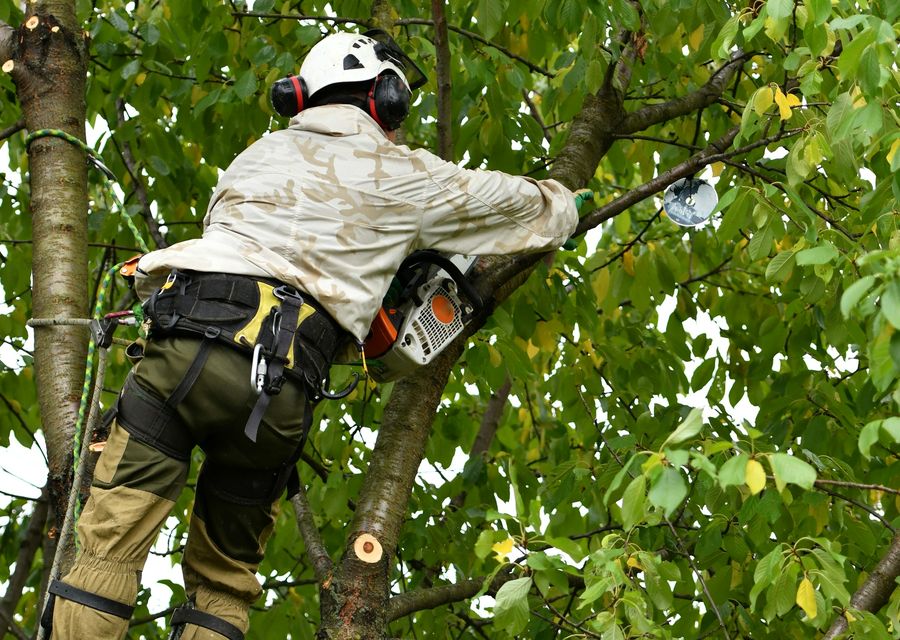 Tree trimming and pruning by B & N Tree Care in River Forest, IL