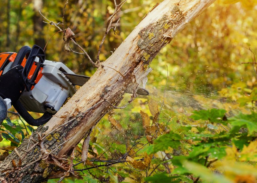Tree trimming and pruning by Diego Tree Service in Whitemarsh, PA