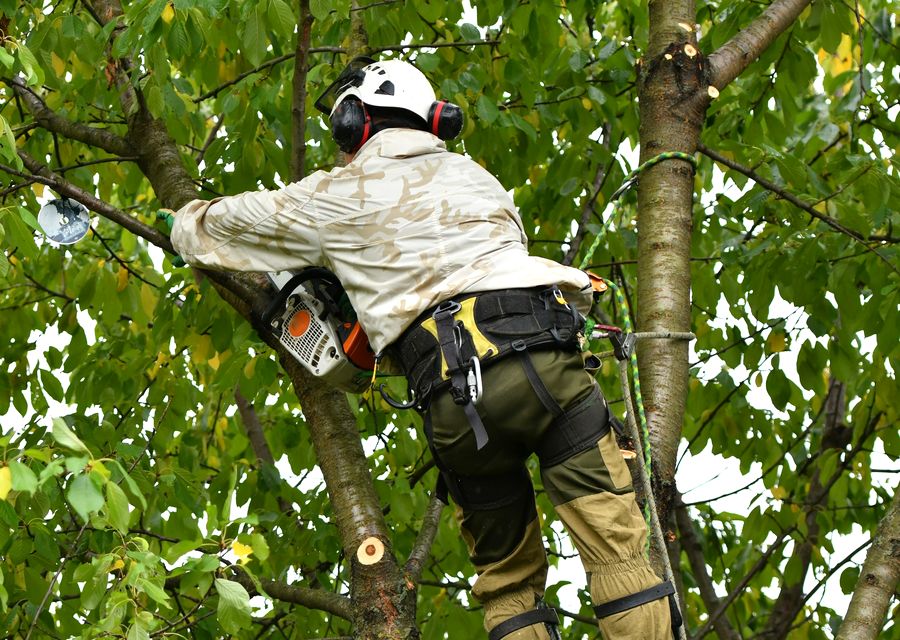 Tree trimming and pruning by Burkey's Tree Service LLC in Maitland, FL