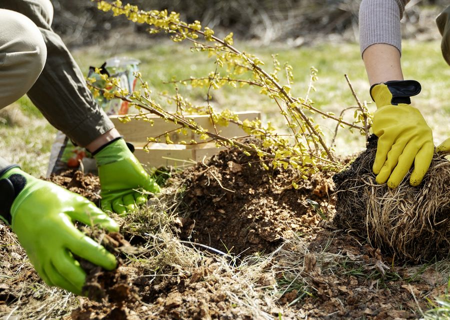 Tree trimming and pruning by The Tree Service Co in Horsham, PA