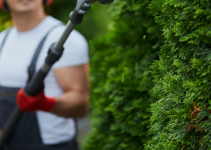 Tree trimming and pruning by B. C. Lawn Service Inc in Leesburg, FL