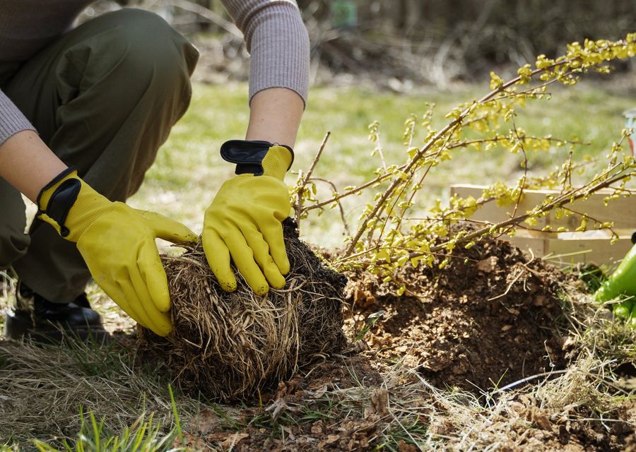 Tree trimming and pruning by Rocky tree troopers in Blythewood, SC