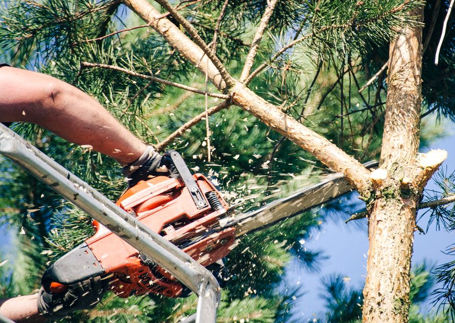 Tree trimming and pruning by Hamptons Tree & Shrub Care in Marietta, GA