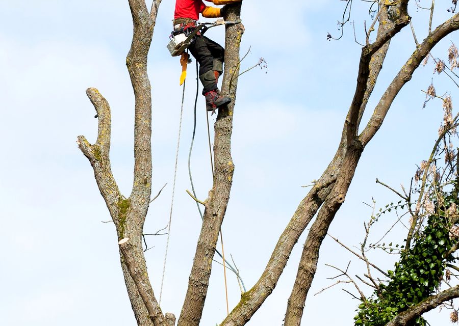 Tree trimming and pruning by South Shore Tree Inc. in Libertyville, IL