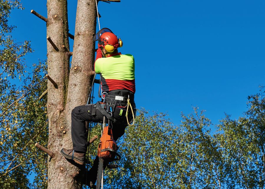 Tree trimming and pruning by Premier Tree Care in German, PA