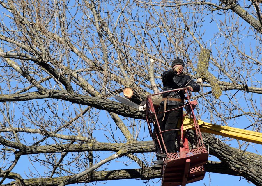 Tree trimming and pruning by Amazing Tree Services in Western Springs, IL