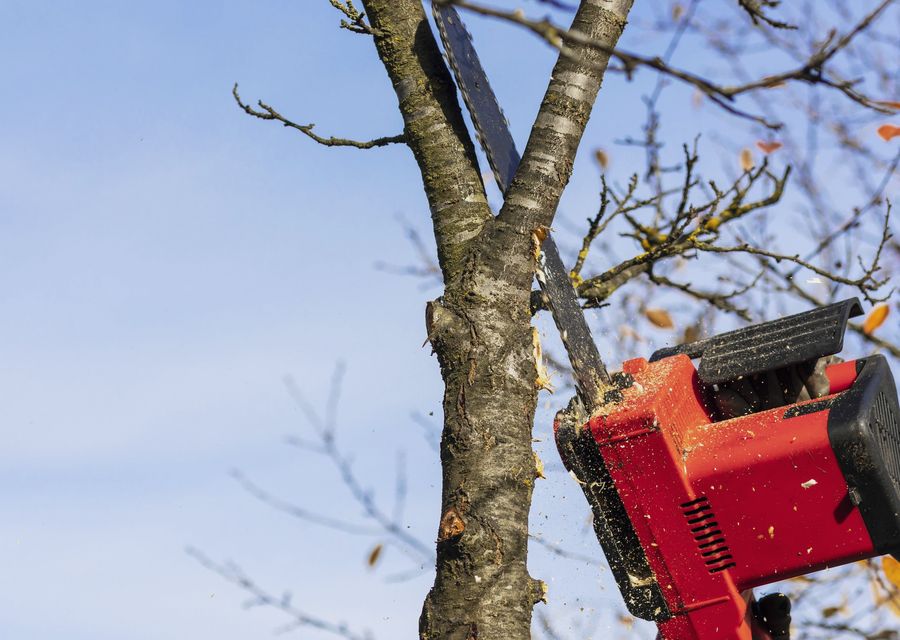 Tree trimming and pruning by JMA Tree Service in Fairview, NC