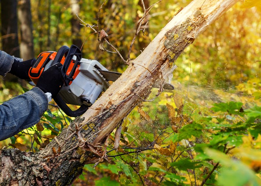 Tree trimming and pruning by Dubois Tree Service LLC in Delmont, PA