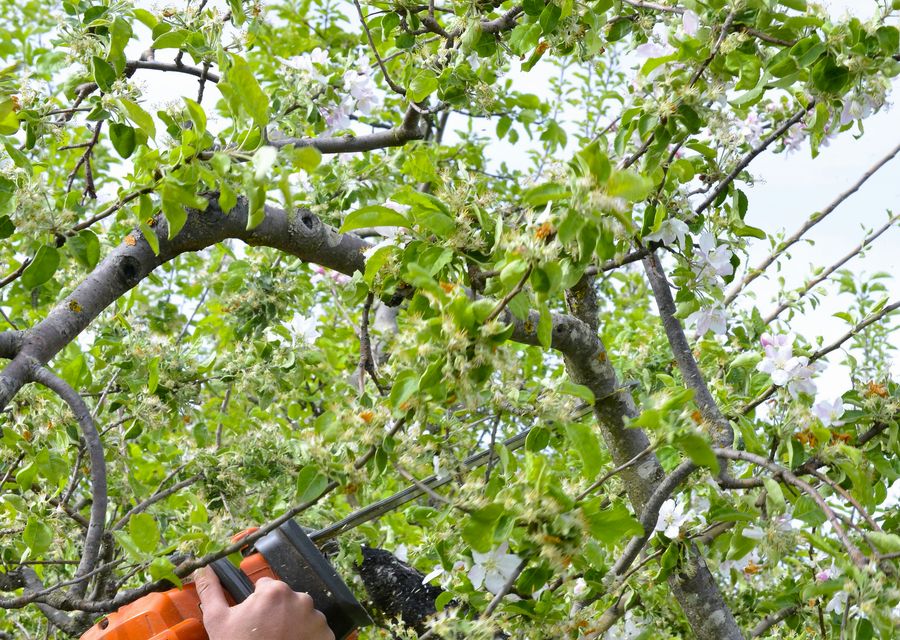 Tree trimming and pruning by Anytown Tree Service Inc in Lone Tree, CO