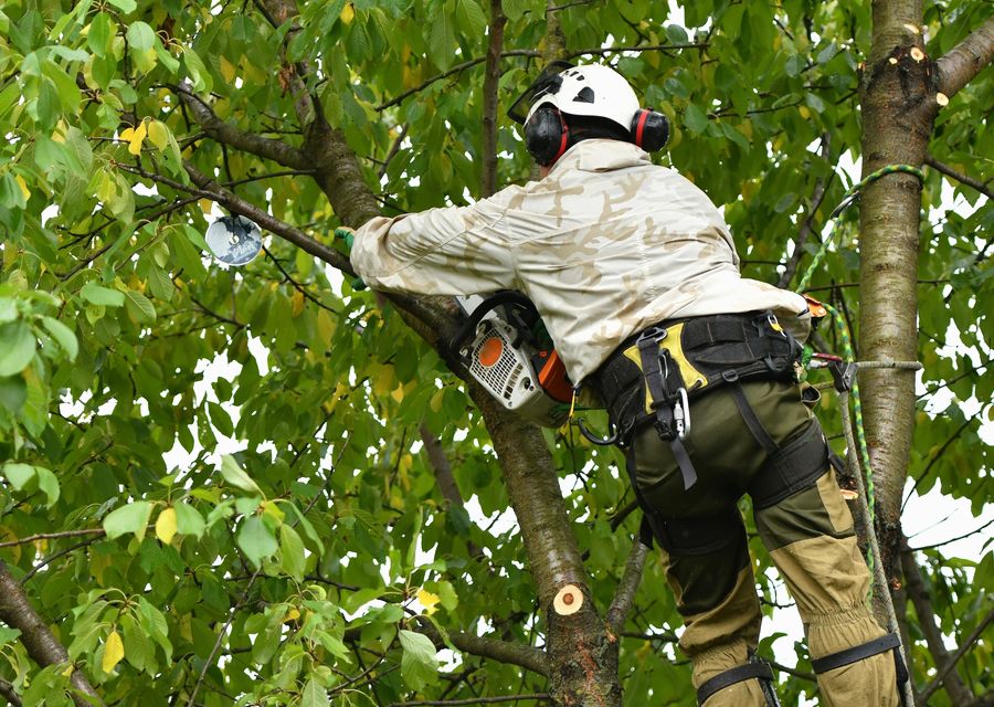 Tree trimming and pruning by Alhei Tree Service Corp in Diamond Bar, CA
