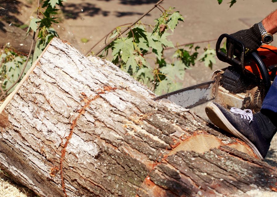 Tree trimming and pruning by Arbor Ace Tree Service in Summit, IL