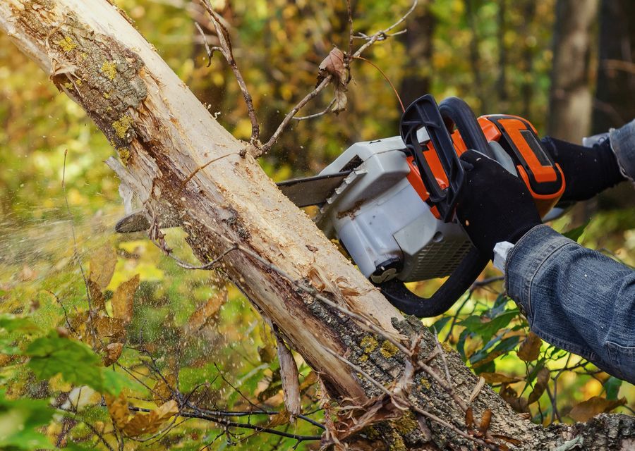 Tree trimming and pruning by Greencare Tree Service in Dawsonville, GA