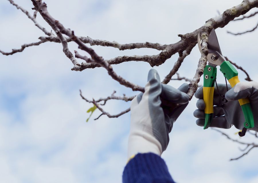 Tree trimming and pruning by Master Tree Services Inc in Bolingbrook, IL