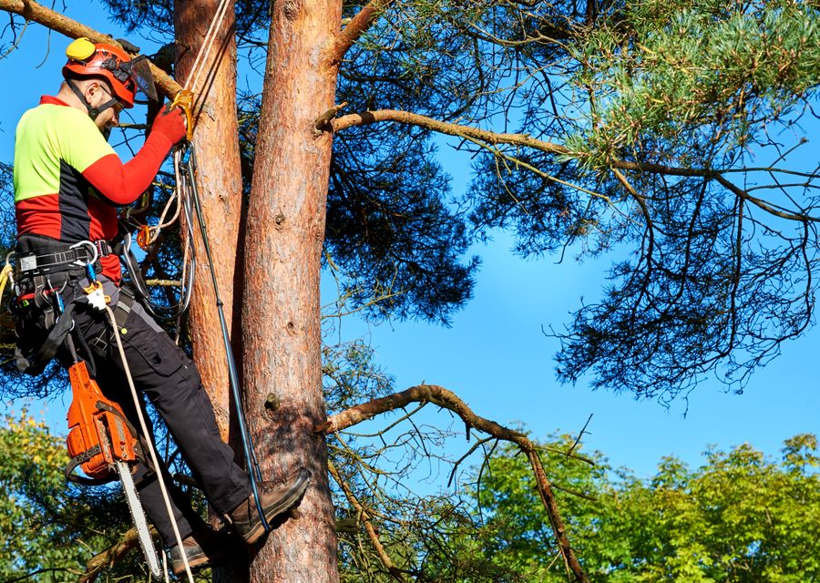 Tree trimming and pruning by Budget Property Maintenance in Merrillville, IN