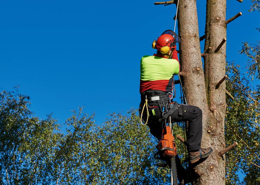 Tree trimming and pruning by Arbor Care Tree Solutions in South Huntingdon, PA
