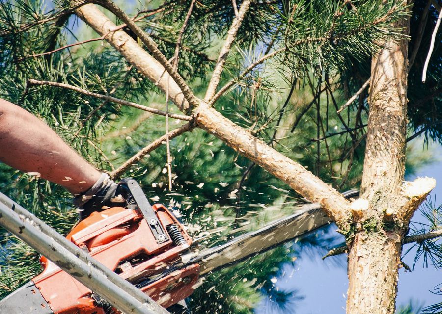 Tree trimming and pruning by PrimeCare Tree Service in Palos Hills, IL