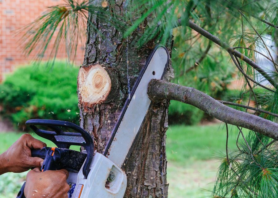 Tree trimming and pruning by Good Tree & Stump Removal in Indian Trail, NC