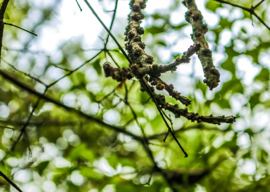 Tree trimming and pruning by GoodWood Tree service in Donora, PA
