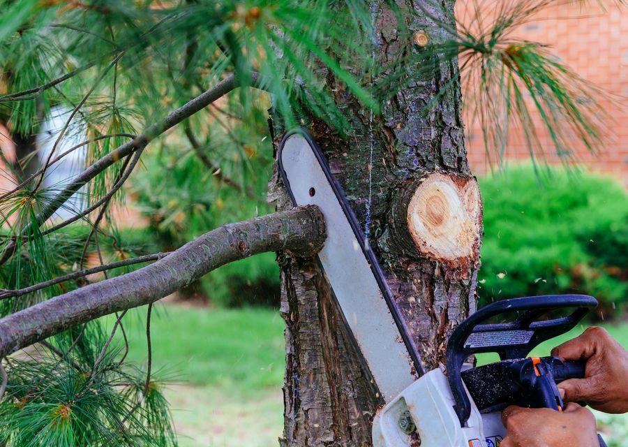 Tree trimming and pruning by SB Tree Services Inc in Bloomingdale, IL