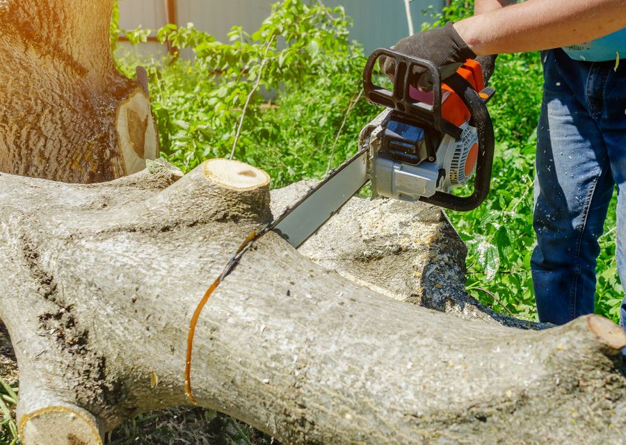 Tree trimming and pruning by Turuy Landscaping Services Corp in Lake Forest, IL