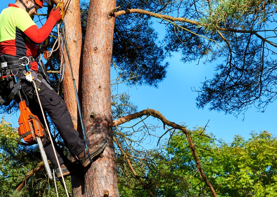 Tree trimming and pruning by Arbor Doctor Tree Service in Ligonier, PA