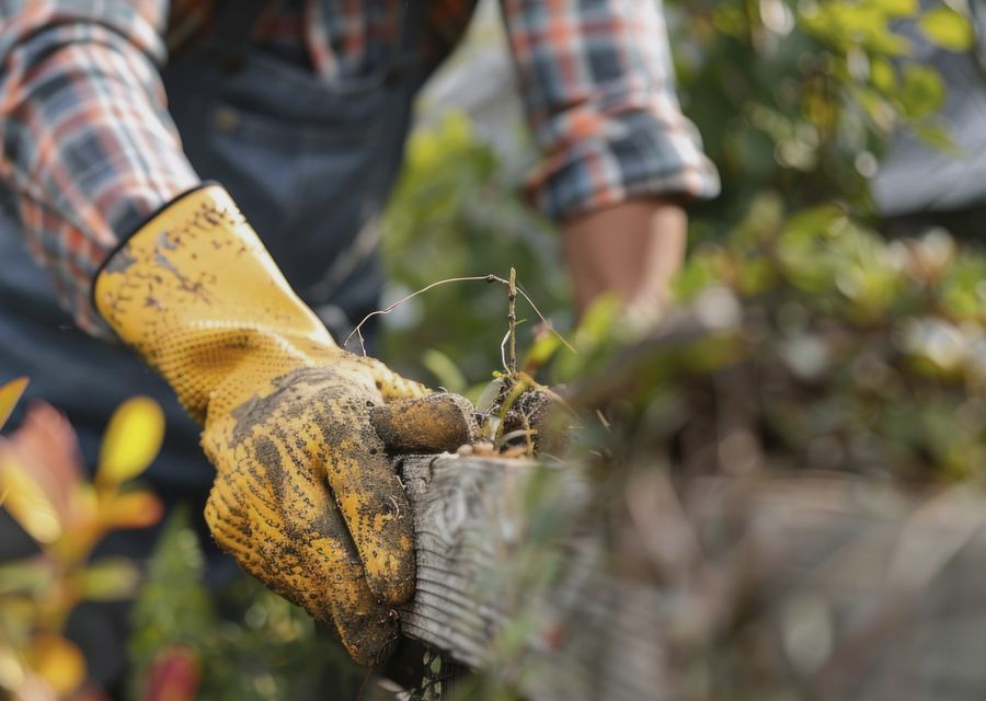 Tree trimming and pruning by Tree Patrol Tree Service in Perryopolis, PA