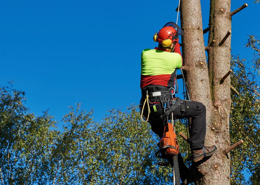 Tree trimming and pruning by Javier Landscaping Inc in Northern Cambria, PA