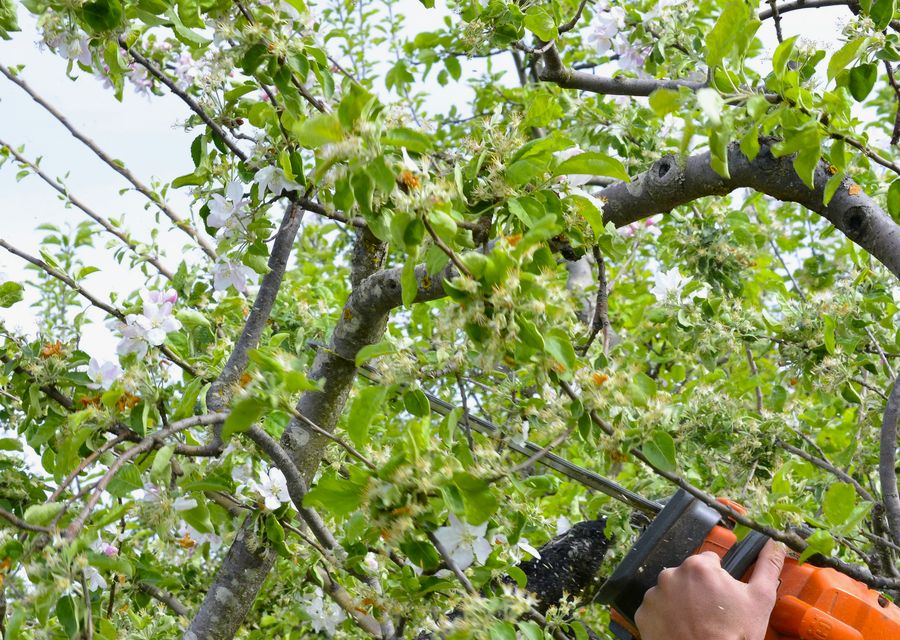 Tree trimming and pruning by Mile High Tree Care Inc in Upper Dublin, PA