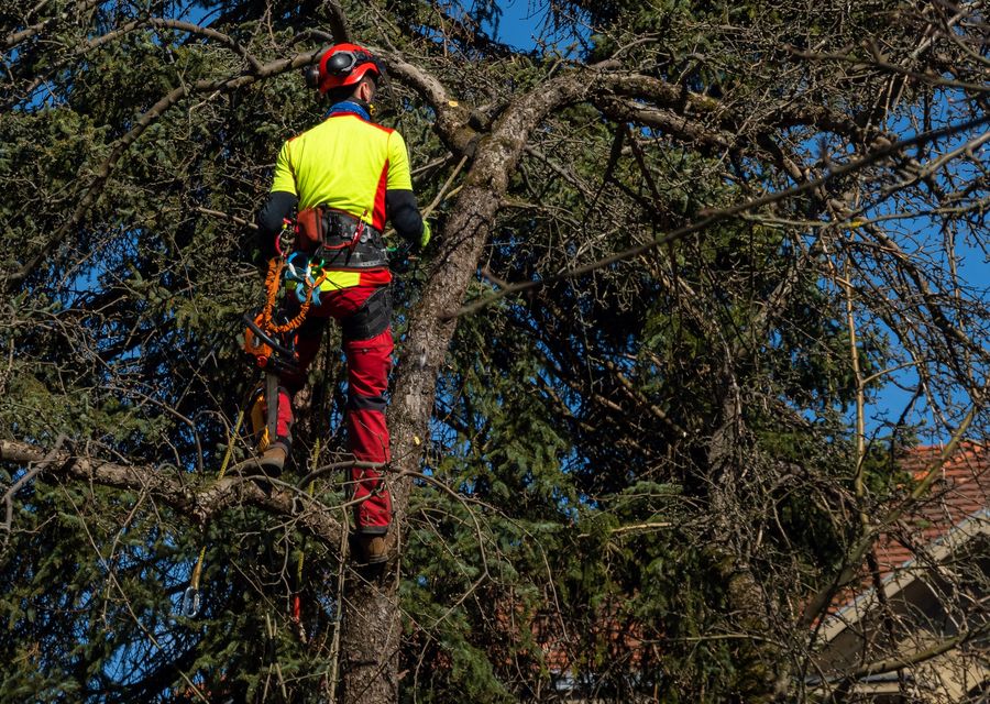Tree trimming and pruning by Off The Top Tree Service in New Lenox, IL