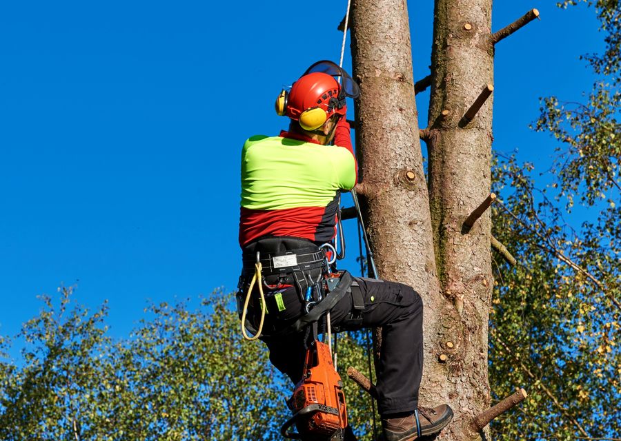 Tree trimming and pruning by Pine Grove Tree Service in Greenland, NH
